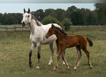 Holstein, Stallion, Foal (04/2025), 16,3 hh, Brown