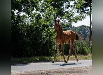Holstein, Stallion, Foal (04/2025), 16,3 hh, Brown