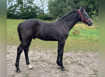 Holstein, Stallion, Foal (04/2025), 16,3 hh, Grey