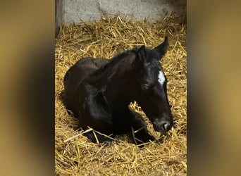 Holstein, Stallion, Foal (04/2025), 16,3 hh, Grey