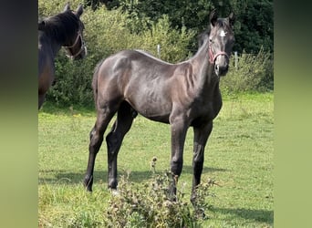 Holstein, Stallion, Foal (04/2025), 16,3 hh, Grey