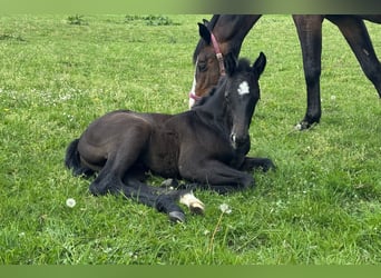 Holstein, Stallion, Foal (04/2025), 16,3 hh, Grey