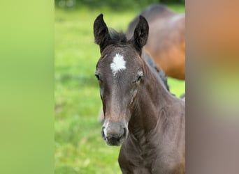 Holstein, Stallion, Foal (04/2025), 16,3 hh, Grey