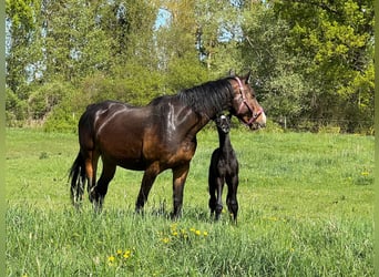 Holstein, Stallion, Foal (04/2025), 16,3 hh, Grey