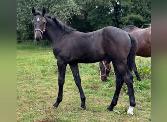 Holstein, Stallion, Foal (04/2025), 16,3 hh, Grey