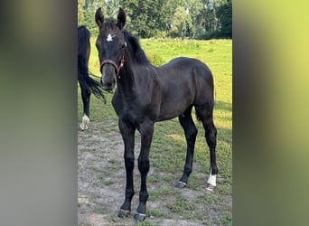 Holstein, Stallion, Foal (04/2025), 16,3 hh, Grey