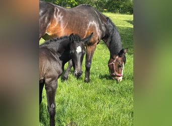 Holstein, Stallion, Foal (04/2025), 16,3 hh, Grey