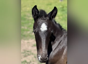 Holstein, Stallion, Foal (04/2025), 16,3 hh, Grey