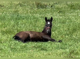 Holstein, Stallion, Foal (04/2025), 16,3 hh, Grey