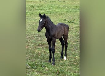 Holstein, Stallion, Foal (04/2025), 16,3 hh, Grey