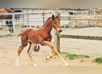 Holstein, Stallion, , 17.1 hh, Chestnut