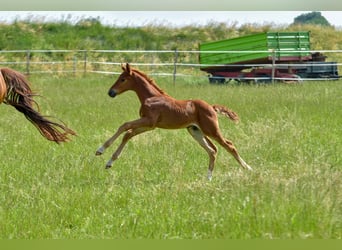 Holstein, Stallion, , 17.1 hh, Chestnut