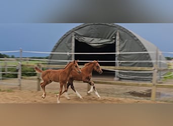 Holstein Mix, Stallion, Foal (04/2024), 17.1 hh, Chestnut