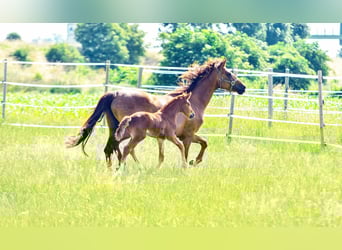 Holstein Mix, Stallion, , 17,1 hh, Chestnut