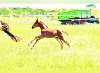 Holstein Mix, Stallion, , 17,1 hh, Chestnut