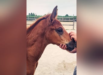 Holstein Mix, Stallion, , 17,1 hh, Chestnut
