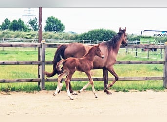 Holstein Mix, Stallion, , 17,1 hh, Chestnut