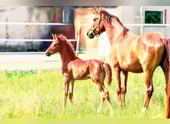 Holstein Mix, Stallion, , 17,1 hh, Chestnut
