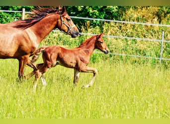 Holstein Mix, Stallion, , 17,1 hh, Chestnut