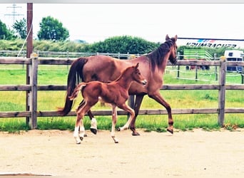 Holstein Mix, Stallion, , 17,1 hh, Chestnut