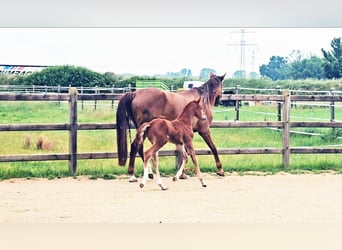 Holstein Mix, Stallion, , 17,1 hh, Chestnut