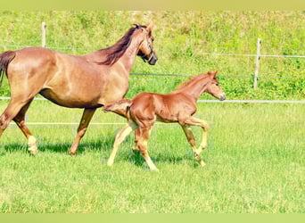 Holstein Mix, Stallion, , 17,1 hh, Chestnut