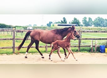 Holstein Mix, Stallion, , 17,1 hh, Chestnut