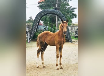 Holstein Mix, Stallion, Foal (05/2025), 17,1 hh