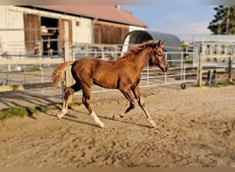 Holstein Mix, Stallion, Foal (05/2025), 17,1 hh