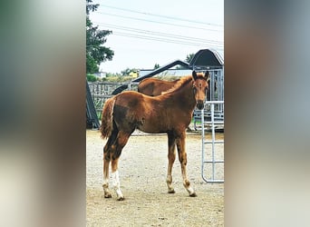 Holstein Mix, Stallion, Foal (05/2025), 17,1 hh