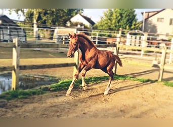 Holstein Mix, Stallion, Foal (05/2025), 17,1 hh