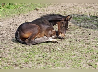Holstein, Stallion, Foal (06/2025), 9,2 hh, Brown