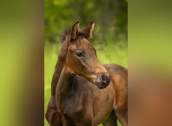 Holstein, Stallion, , Bay-Dark