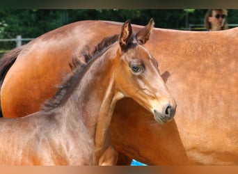 Holstein, Stallion, Foal (06/2023), Bay-Dark