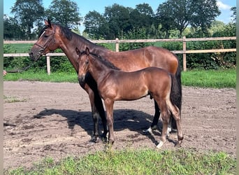 Holstein, Stallion, Foal (06/2023), Bay-Dark
