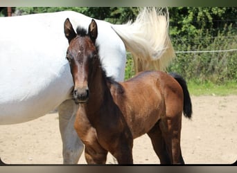 Holstein, Stallion, , Bay-Dark