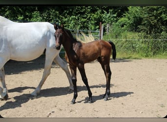 Holstein, Stallion, , Bay-Dark