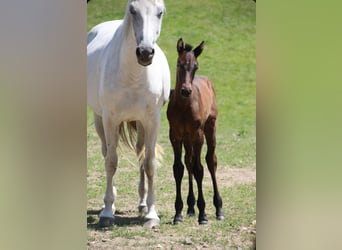 Holstein, Stallion, , Bay-Dark