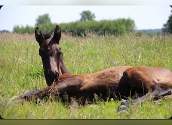 Holstein, Stallion, , Bay-Dark