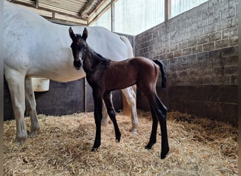 Holstein, Stallion, , Bay-Dark