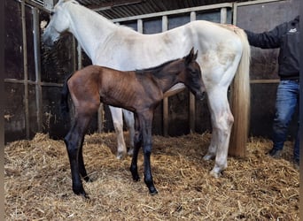 Holstein, Stallion, , Bay-Dark