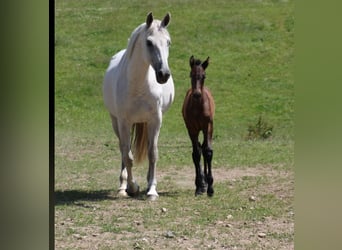Holstein, Stallion, , Bay-Dark