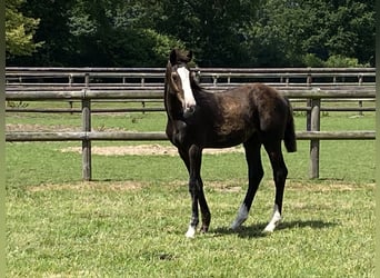 Holstein, Stallion, Foal (03/2026), Bay-Dark