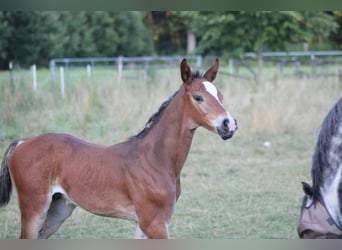 Holstein, Stallion, Foal (06/2025), Bay-Dark