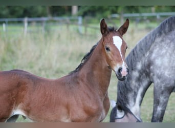 Holstein, Stallion, Foal (06/2025), Bay-Dark