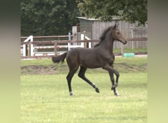 Holstein, Stallion, Foal (03/2025), Bay-Dark