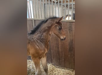 Holstein, Stallion, Foal (03/2025), Bay-Dark