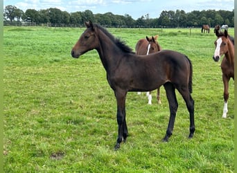 Holstein, Stallion, Foal (03/2025), Bay-Dark