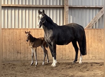 Holstein, Stallion, Foal (03/2025), Bay-Dark