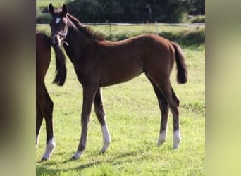 Holstein, Stallion, Foal (05/2024), Bay-Dark